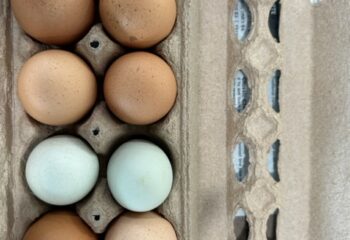 Eggs -Organic - Waseda Farms,1 doz.