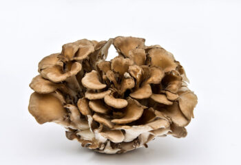 Mushroom - Maitake, 3.5 oz