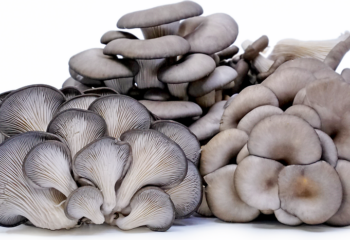 Mushroom - Oyster, 1/2#